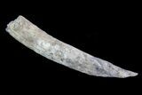 Fossil Pygmy Sperm Whale (Kogiopsis) Tooth #78227-1